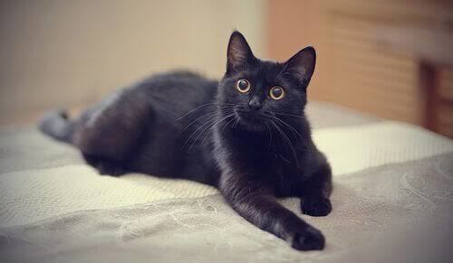 En sevdiğiniz kedi cinsi nedir?