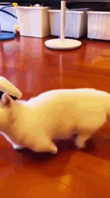 En sevdiğiniz kedi cinsi nedir?