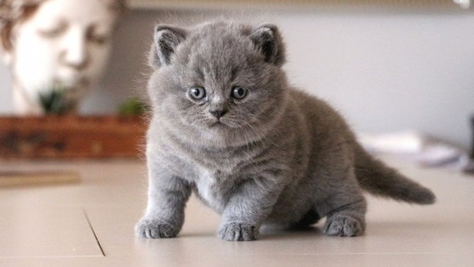 En sevdiğiniz kedi cinsi nedir?