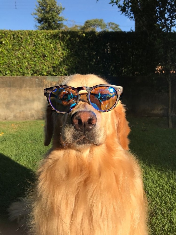 Köpeğinizin olmasını ister miydiniz?
