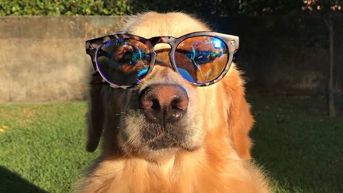 Köpeğinizin olmasını ister miydiniz?