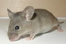 Fare 🐁 sever misiniz?