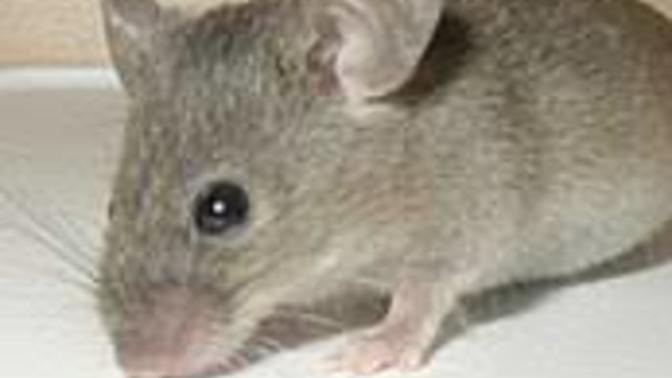 Fare 🐁 sever misiniz?