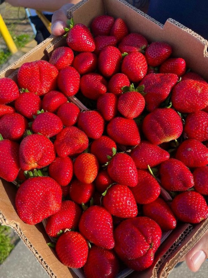 Kokusuyla ayrı tadıyla ayrı kendine aşık eden meyvelerden: Çilek 🍓 En sevdiğiniz hâli nedir😋?