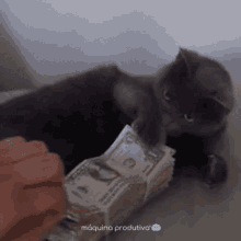 haha sözüm sana değil aşkm kedicik <3