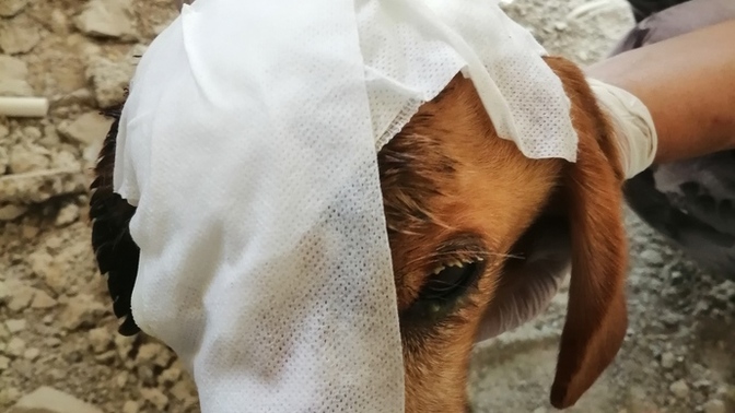 Sokağa terk edilen ev köpekleri için siz de üzülmüyor musunuz? Bu çocuğu sahiplenir miydiniz?