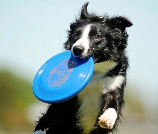 Köpeğinizle frizbi oynamak ister miydiniz?
