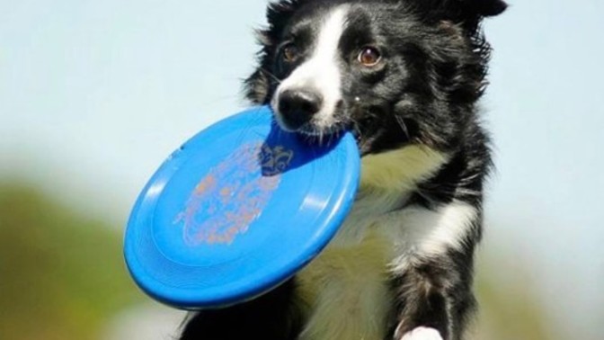 Köpeğinizle frizbi oynamak ister miydiniz?