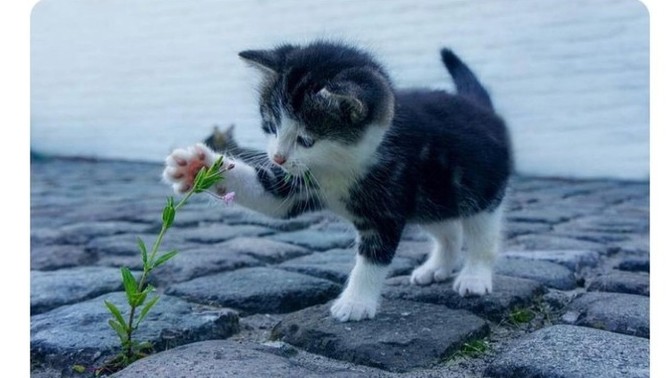 Dünyada kedi olmazsa ne olurdu?