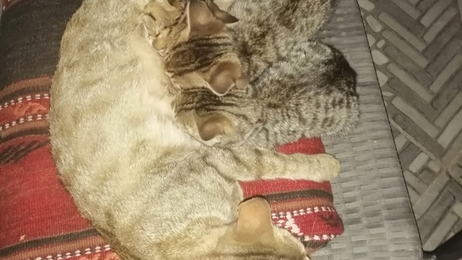 Akşam evine böyle misafir gelse ne yaparsın?