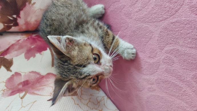 Yavru kedi buldum, ne gibi şeyler yer?