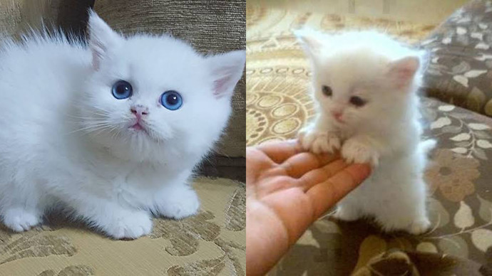 Evcil hayvan olarak yılan beslemek istiyorum, yılan evde beslenir mi?
