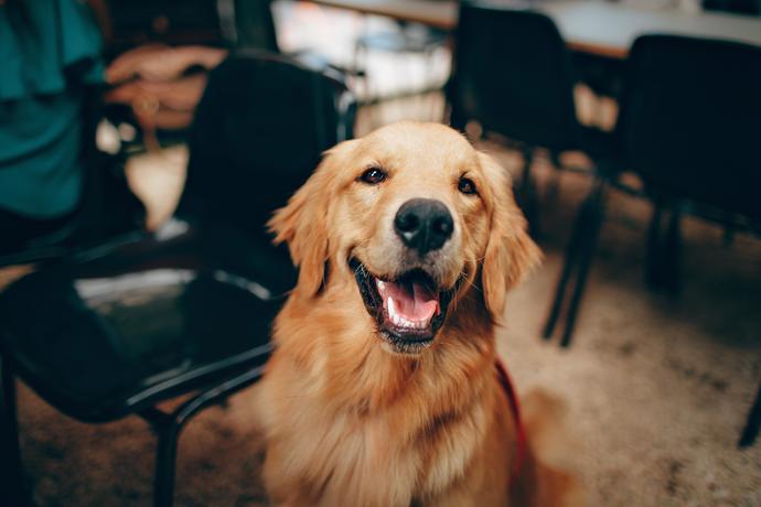 Köpek bakmak için bahçeli ev şart mı?