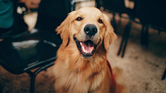 Köpek bakmak için bahçeli ev şart mı?