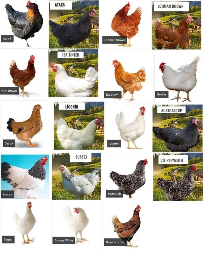 Gezen tavuk işine girmek istiyorum, sizce tutar mı?