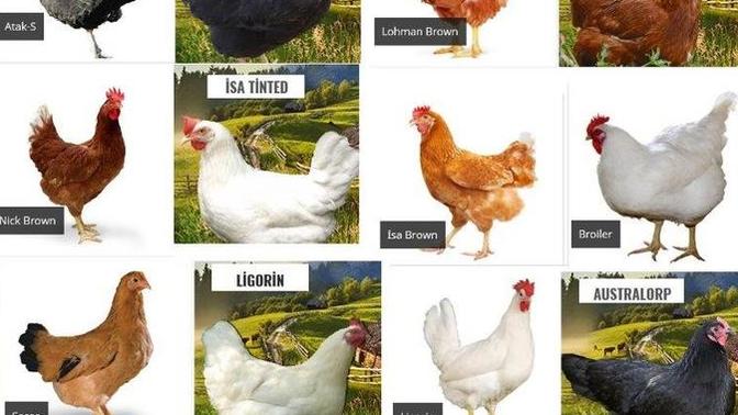 Gezen tavuk işine girmek istiyorum, sizce tutar mı?