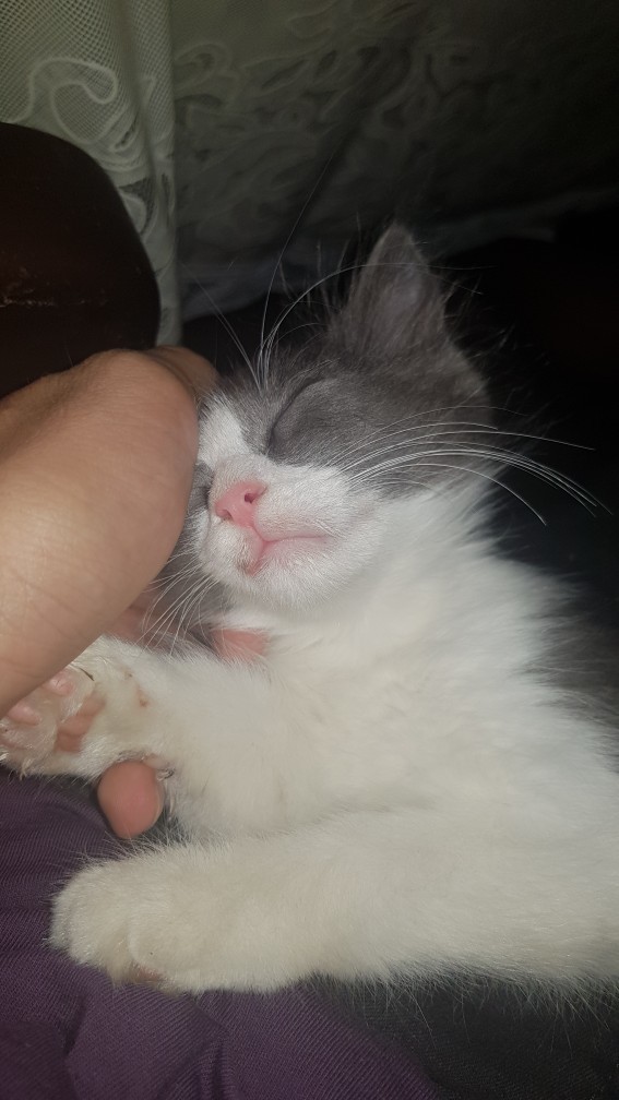 Kedi insanı mısın yoksa köpek insanı mı?