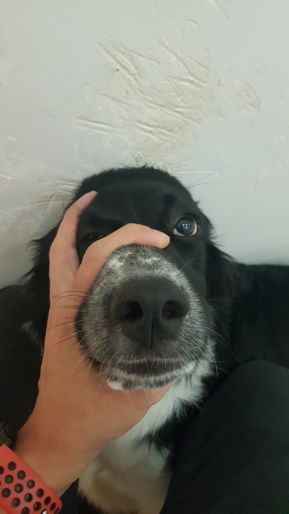 Kedi insanı mısın yoksa köpek insanı mı?