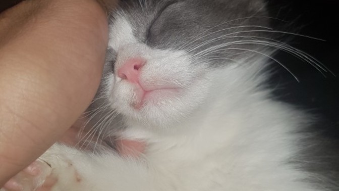 Kedi insanı mısın yoksa köpek insanı mı?