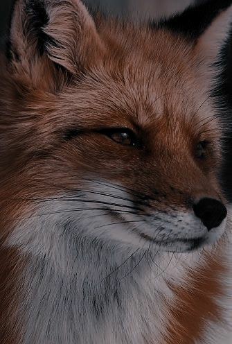 🦊