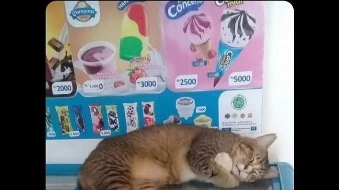 Nasıl uyuyorsunuz? Ben de bu kedi gibi kendime sarilarak uyuyorum cok tatli değil mi?
