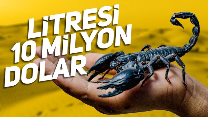 Bir litre akrep zehiri 10 milyon dolar! Siz böyle bir işe girer miydiniz?