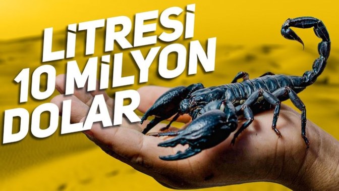 Bir litre akrep zehiri 10 milyon dolar! Siz böyle bir işe girer miydiniz?