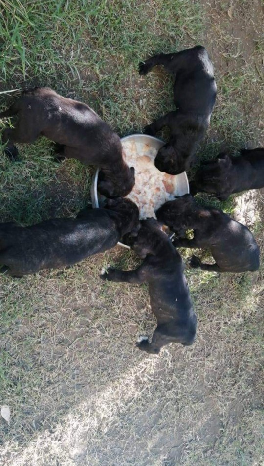 Kendi mutluluğun kadar hayvanların da mutluluğunu düşünüyor musun?