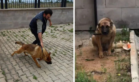 Trabzonda bekçiyi ısıran köpek gözaltına alındı. Bunu da görmedik demez miyiz?