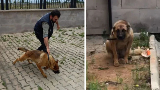 Trabzon'da bekçiyi ısıran köpek gözaltına alındı. Bunu da görmedik demez miyiz?
