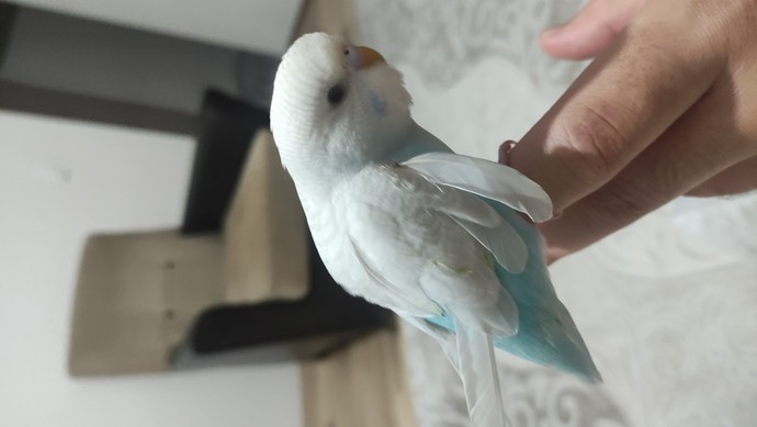 Muhabbet kuşunun tüyüne ne oldu?