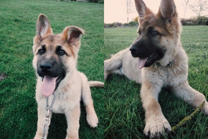 Köpeğimi benden başka herkese agresif olacak şekilde yetiştiriyorum. Yanlış mı yapıyorum?