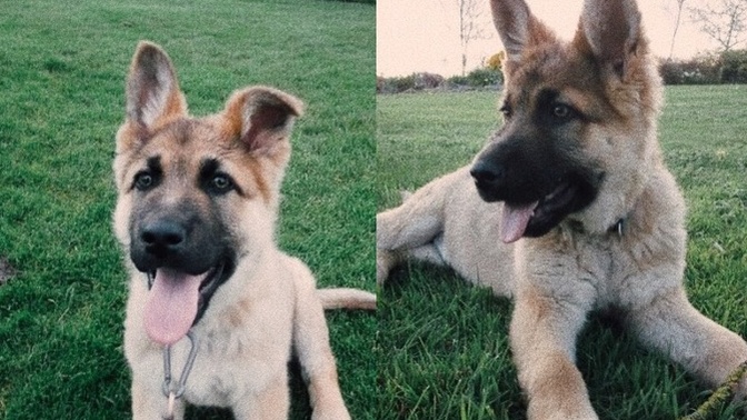 Köpeğimi benden başka herkese agresif olacak şekilde yetiştiriyorum. Yanlış mı yapıyorum?