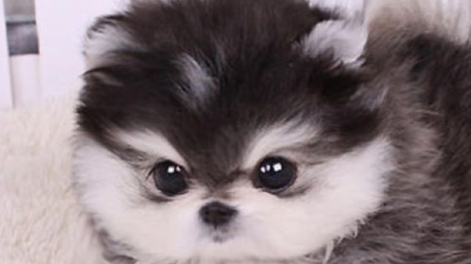 Hangi cins köpek alsam?