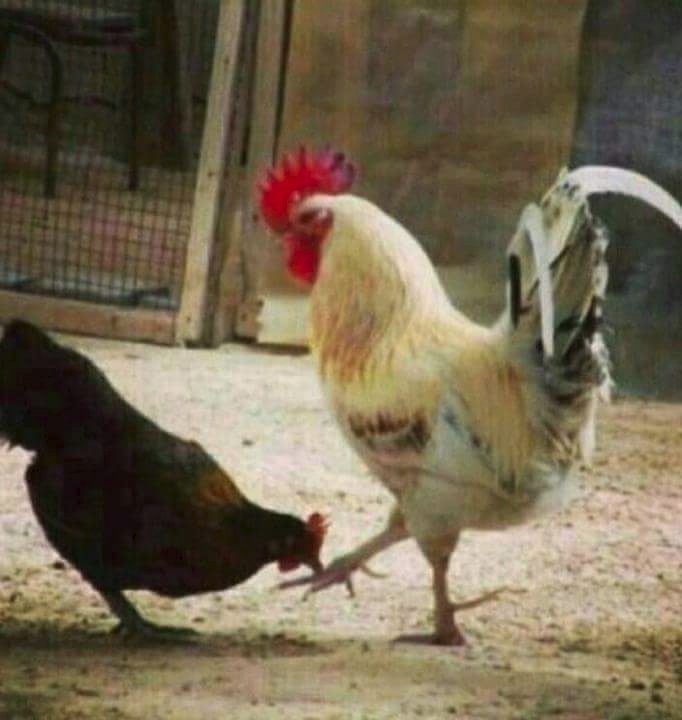 Bir yıl boyunca cansız bir nesne olman gerekse, hangi nesne olmayı seçerdin?