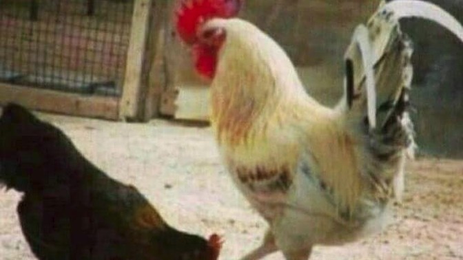Bir yıl boyunca cansız bir nesne olman gerekse, hangi nesne olmayı seçerdin?
