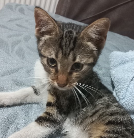 İlk defa kedi sahiplenenler neye dikkat etmeli neler yapmalı öz bilgi verir misiniz?
