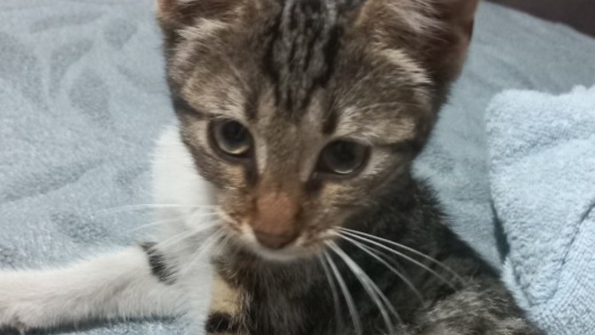 İlk defa kedi sahiplenenler neye dikkat etmeli neler yapmalı öz bilgi verir misiniz?