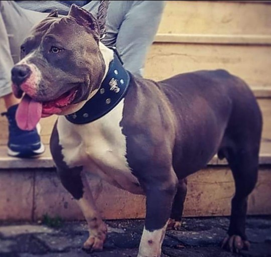 Bir köpek sahiplenecek olsaydınız hangi ırktan isterdiniz?