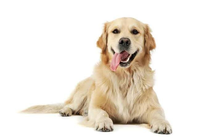 Bir köpek sahiplenecek olsaydınız hangi ırktan isterdiniz?