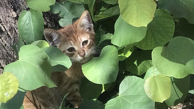 Doğum yapmış kedi nasıl beslenmeli?
