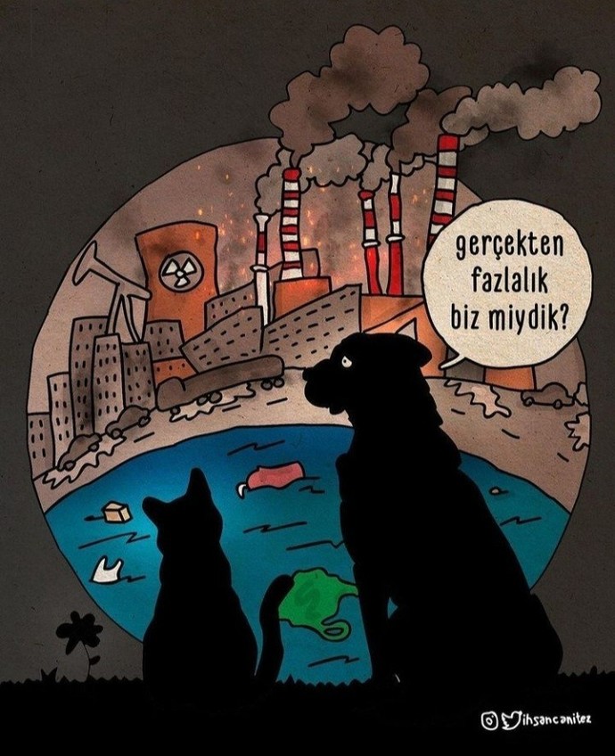 Sokak kedisi sahiplenen var mı? Hiç hayvan beslememiş birisi nelere dikkat etmeli?