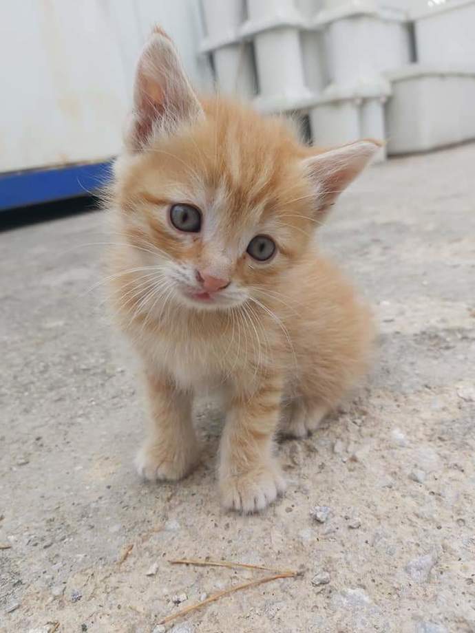 Sokak kedisi sahiplenen var mı? Hiç hayvan beslememiş birisi nelere dikkat etmeli?