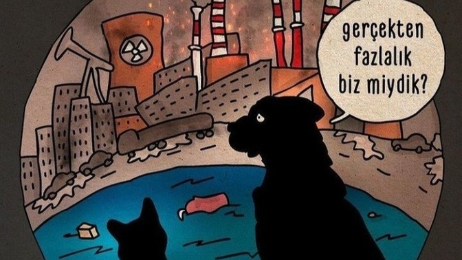 Sokak kedisi sahiplenen var mı? Hiç hayvan beslememiş birisi nelere dikkat etmeli?
