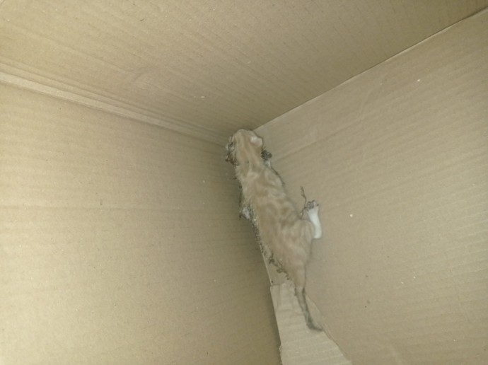 Kedi besleyenler acil bakabilir mi? Bahçede yavru kedi buldum, nasıl beslerim?