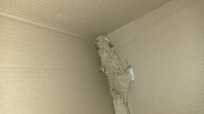 Kedi besleyenler acil bakabilir mi? Bahçede yavru kedi buldum, nasıl beslerim?