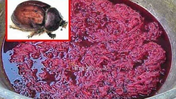 Birçok yiyecekte "karmin böceği" kullanıldığını biliyor muydunuz?