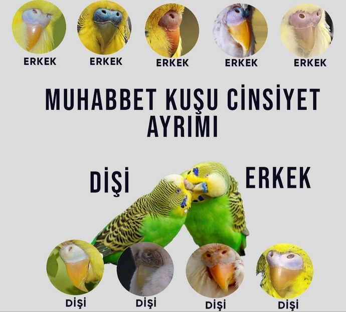 Kuşumun cinsiyeti ne?