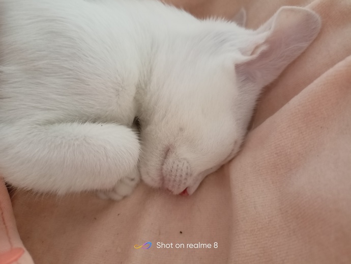 Kedim yanlışlıkla 5.kattan aşağı düştü. Özel veterinere param yok. Ayağa kalkmıyor hiç, ne olur kedime?
