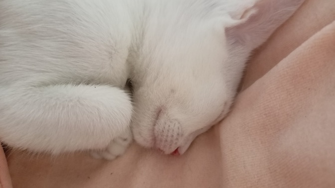 Kedim yanlışlıkla 5.kattan aşağı düştü. Özel veterinere param yok. Ayağa kalkmıyor hiç, ne olur kedime?